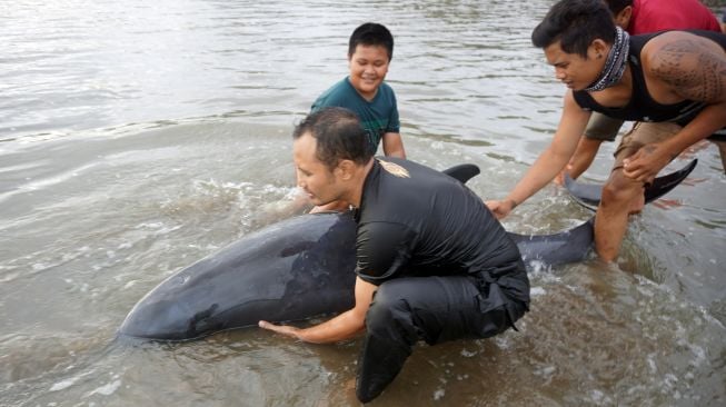 Relawan berupaya menyelamatkan lumba-lumba Elektra atau paus kepala melon (Peponocephala electra) yang terdampar di Pantai Sidem, Tulungagung, Jawa Timur, Minggu (5/9/2021).  ANTARA FOTO/Destyan Sujarwoko