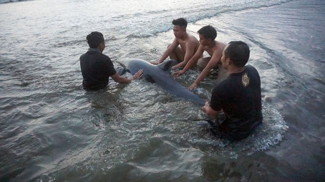 Relawan berupaya menyelamatkan lumba-lumba Elektra atau paus kepala melon (Peponocephala electra) yang terdampar di Pantai Sidem, Tulungagung, Jawa Timur, Minggu (5/9/2021).  ANTARA FOTO/Destyan Sujarwoko