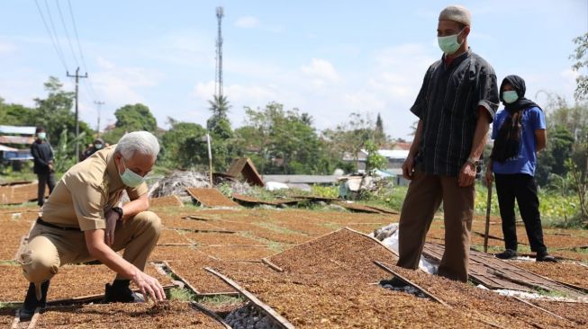 Tiba-tiba Dikunjungi Ganjar Saat Menjemur Tembakau, Begini Reaksi Karman