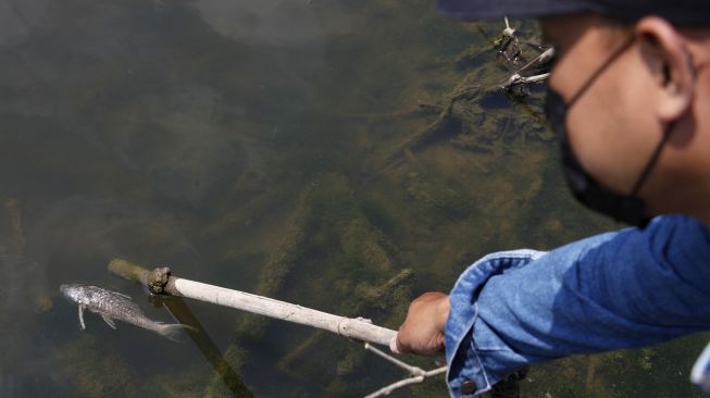 Warga menunjukkan bangkai ikan di Sungai Bengawan Solo yang tercemar limbah alkohol di kawasan intake Instalasi Pengolahan Air (IPA) Semanggi, Desa Kadokan, Grogol, Sukoharjo, Jawa Tengah, Selasa (7/9/2019).  ANTARA FOTO/Maulana Surya