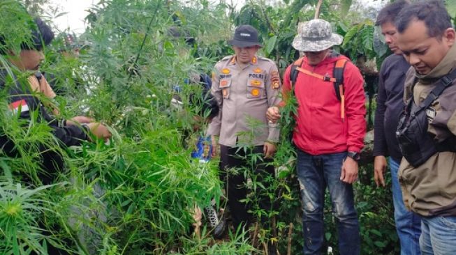 kebun ganja di Lahat [sumselupdate.com]