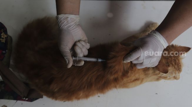 Paramedis dari Sudin Ketahanan Pangan Kelautan dan Pertanian (KPKP) Kota Administrasi Jakarta Timur melakukan vaksinasi hewan penular rabies (HPR) di RT 01/02, Cilangkap, Cipayung, Jakarta, Selasa (7/9/2021). [Suara.com/Angga Budhiyanto]