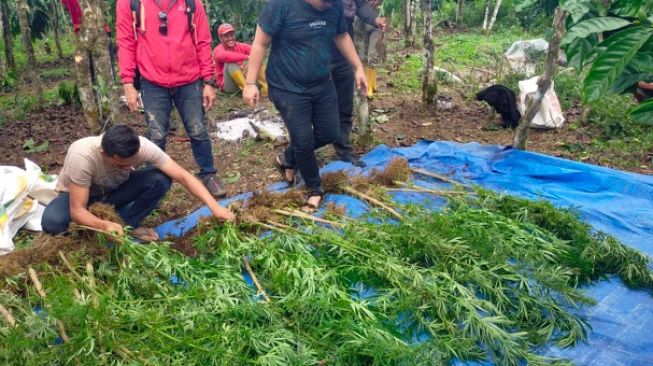 1,5 Hektar Lahan Ganja Ditemukan, Polisi Sita 57 Batang Siap Panen