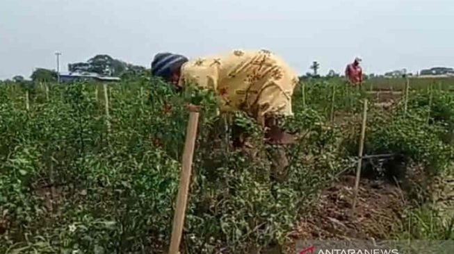 Harga Cabai Anjlok, Petani Bakar Ladang