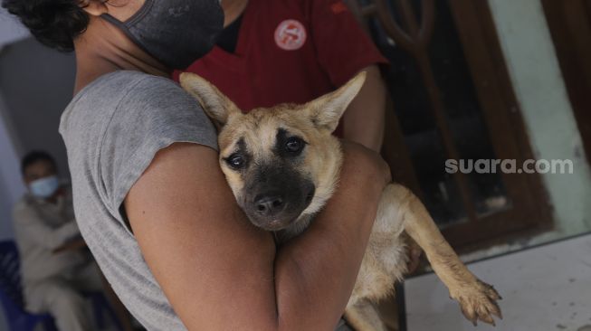 Anjing yang Gigit Anak-anak di Jembrana Positif Rabies