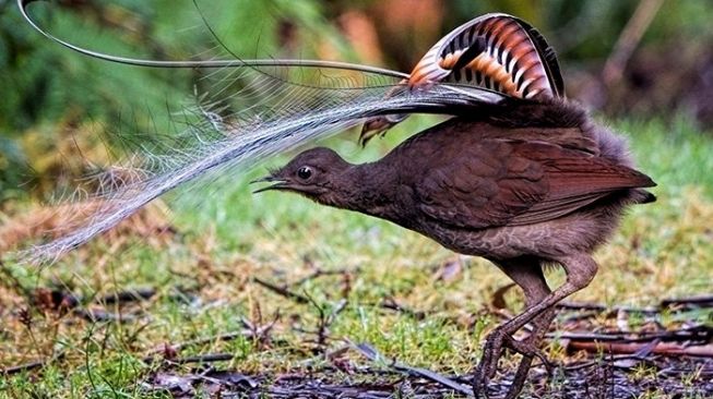 Lyrebird. [Science Alert]