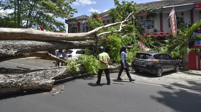 Sebuah pohon berdiameter kurang lebih tiga meter tumbang menutupi badan jalan HOS Cokro Aminoto di samping Kantor Gubernur NTB di Mataram, NTB, Selasa (7/9/2021). ANTARA FOTO/Ahmad Subaidi