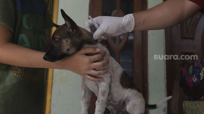 Paramedis dari Sudin Ketahanan Pangan Kelautan dan Pertanian (KPKP) Kota Administrasi Jakarta Timur bersiap melakukan vaksinasi hewan penular rabies (HPR) di RT 01/02, Cilangkap, Cipayung, Jakarta, Selasa (7/9/2021). [Suara.com/Angga Budhiyanto]