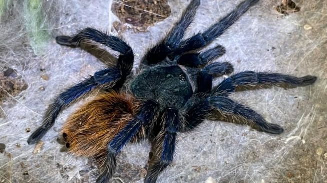 Tarantula yang terbengkalai. (Facebook/Drew Desjardins)