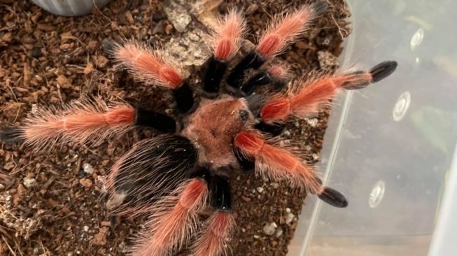 Tarantula yang terbengkalai. (Facebook/Drew Desjardins)