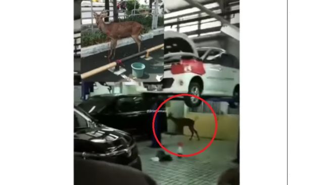 Viral Bengkel Toyota Kedatangan Kijang 'Sungguhan', Mekanik Gercep Menangkapnya