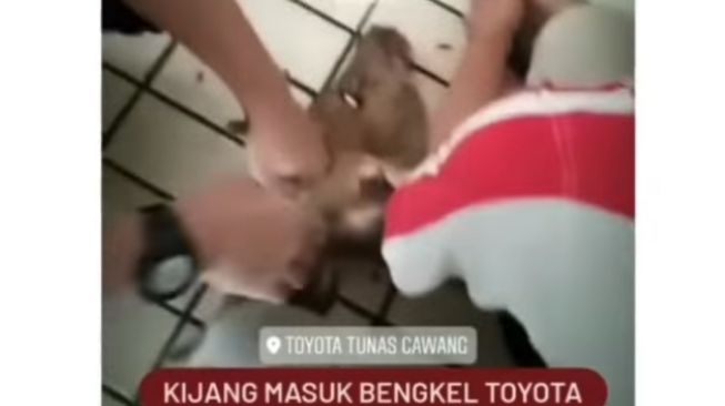 Seekor hewan kijang menyelinap masuk ke bengkel Toyota (Instagram)