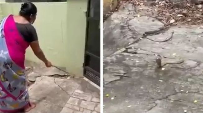 Wanita mengusir ular kobra dengan caa halus. (Tangkap layar India Today)