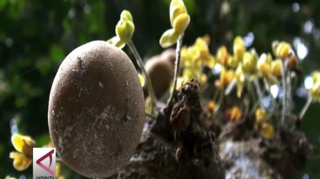 Buah kepel - (Antara)