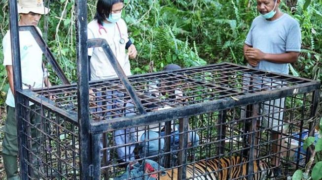 Harimau yang diduga memangsa remaja di Teluk Lanus Siak akhirnya berhasil tertangkap masuk perangkap. [Ist]