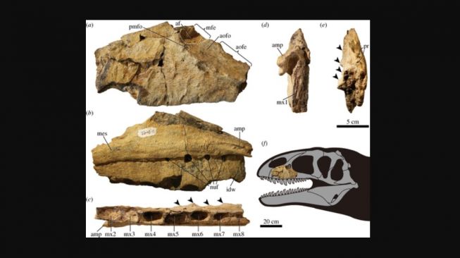 Ulughbegsaurus uzbekistanensis. [Royal Society Publishing]
