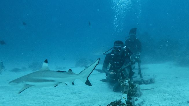 Wisatawan menyaksikan Hiu Sirip Hitam (Carcharhinus limbatus) saat melakukan penyelaman bersama pemandu dari pusat selam "Shark Diving Indonesia" di perairan Pulau Mitita, Morotai, Maluku Utara, Kamis (9/9/2021).  ANTARA FOTO/Muhammad Adimaja