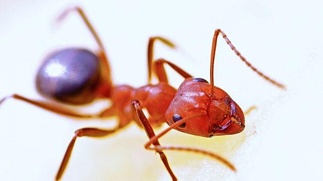 Ilustrasi semut merah. (Pixabay/631372)