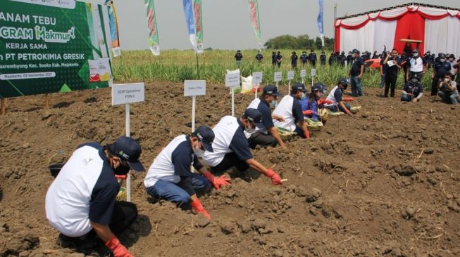 PTPN X Gandeng Petrokimia Gresik Gelar Tanam Perdana Tebu di Desa Sidonganti