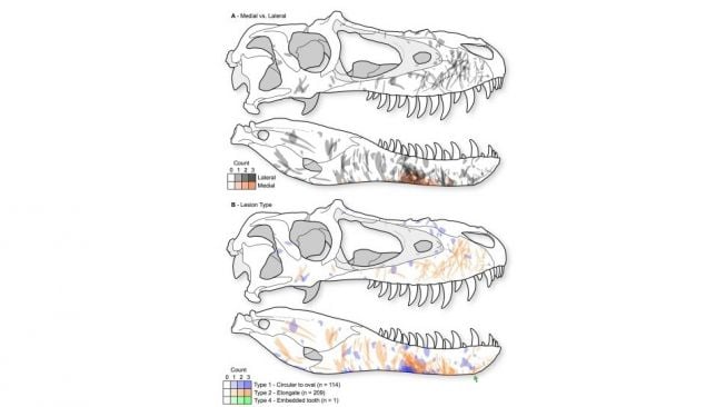 Tyrannosaurus. [Livescience]