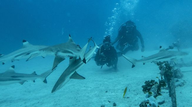 Wisatawan menyaksikan Hiu Sirip Hitam (Carcharhinus limbatus) saat melakukan penyelaman bersama pemandu dari pusat selam "Shark Diving Indonesia" di perairan Pulau Mitita, Morotai, Maluku Utara, Kamis (9/9/2021).  ANTARA FOTO/Muhammad Adimaja