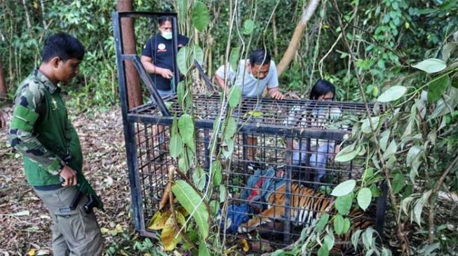 Para petugas BBKSDA Riau memeriksa kandang jebak harimau yang diduga telah memangsa remaja di Teluk Lanus, Kabupaten Siak, Riau. [Dok BBKSDA Riau]