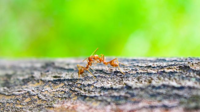 Doa nabi sulaiman untuk mengusir semut