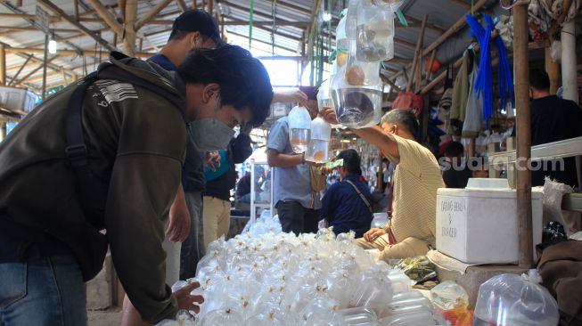 Pengunjung memilih ikan di Pasar ikan hias Parung, Bogor Sabtu (11/9).  [Suara.com/ Hilal Rauda Fiqry]