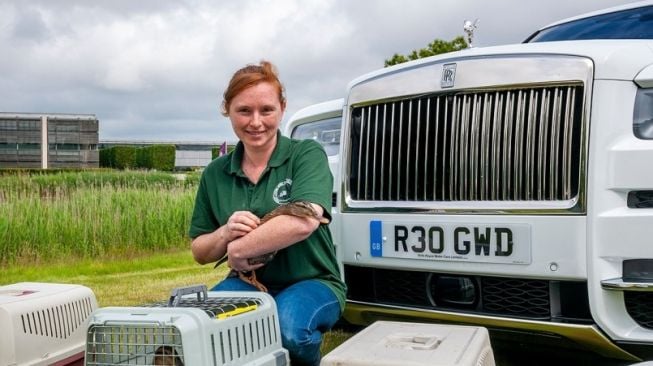 Rolls-Royce Cullinan Jemput Bebek Mallard Tanpa Induk untuk Tinggal di Lokasi Seru