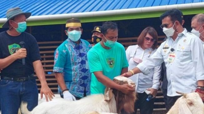 Menteri Syahrul Yasin Limpo Panen Indigofera dan Cempe di Desa Apung Kalimantan Utara