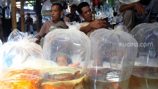 Pedagang  ikan hias menjajakan dagangngannya  di pasar ikan Parung, Bogor. Sabtu (11/9). [Suara.com/ Hilal Rauda Fiqry