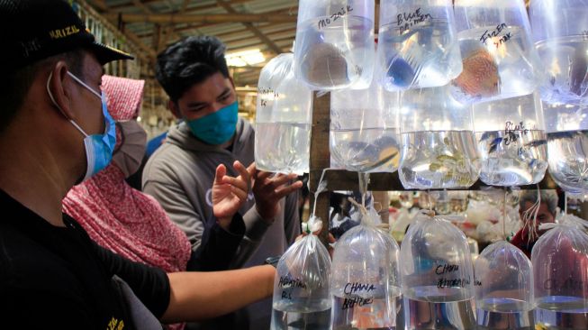 Pengunjung memilih ikan di Pasar ikan hias Parung, Bogor Sabtu (11/9).  [Suara.com/ Hilal Rauda Fiqry]