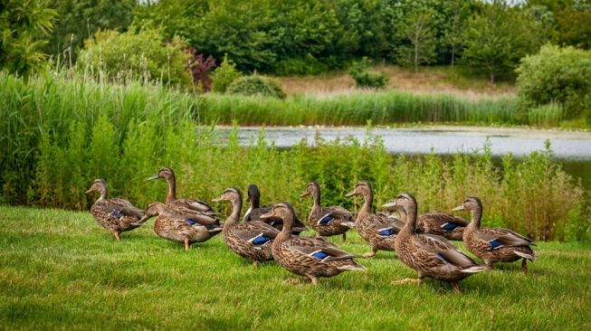 Kelimabelas ekor bebek Mallard yang kini bermukim di kawasan danau sirkulasi pendingin pabrik Rolls-Royce [Rolls-Royce Motor Cars].