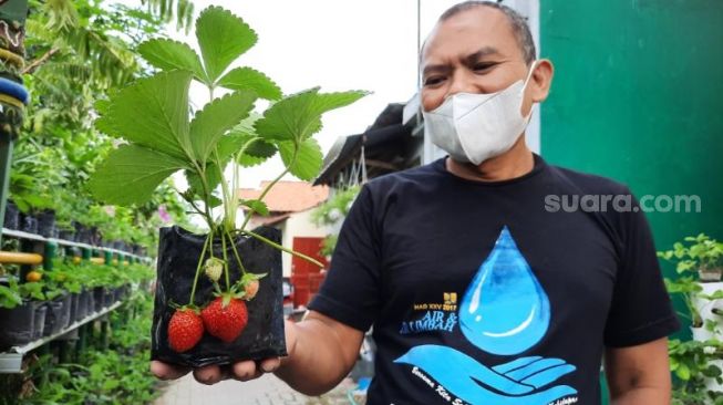 Supri, seorang anggota kelompok tani Guyub Rukun, menunjukkan hasil buah stroberi di Kampung Balirejo, Kelurahan Muja Muju, Kemantren Umbulharjo, Kota Jogja, Sabtu (11/9/2021). - (SuaraJogja.id/Muhammad Ilham Baktora)