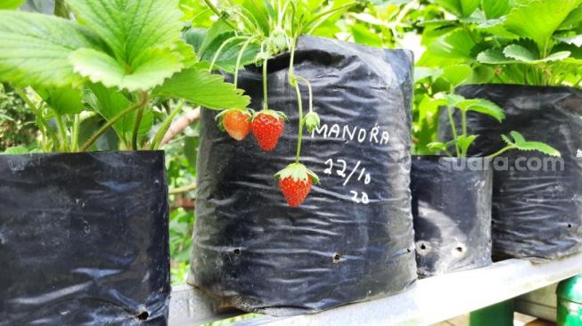 Salah satu jenis buah stroberi yang tumbuh di Kampung Balirejo, Kelurahan Muja Muju, Kemantren Umbulharjo, Kota Jogja, Sabtu (11/9/2021). - (SuaraJogja.id/Muhammad Ilham Baktora)