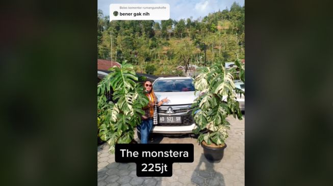 Viral Tanaman  Hias Harganya Bikin Melongo Laku Terjual Rp 