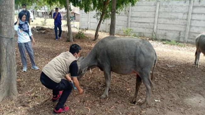 Geger! Belasan Kerbau Mati Misterius di Sekitar Proyek Pembangunan Sirkuit Mandalika