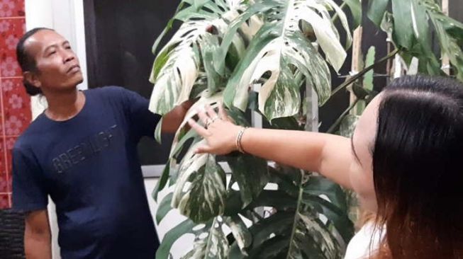 Ari Winanto, 46, dan istrinya, Sri Hastuti, 41, warga Banjarsari, Solo, menunjukkan tanaman hias Monstera King Varigata miliknya yang dihargai Rp250 juta, Sabtu (11/9/2021) malam.[Kurniawan/Solopos]