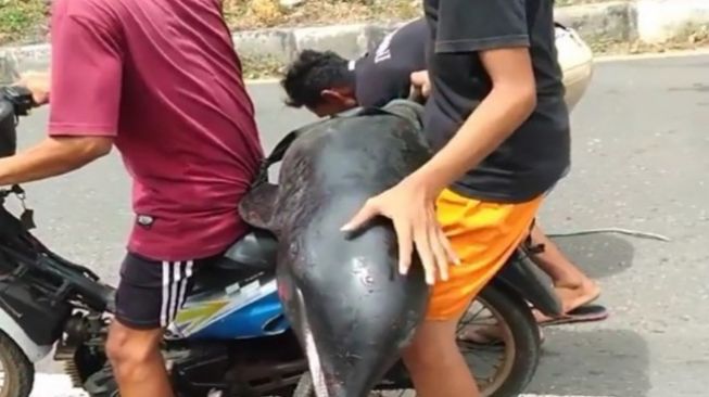 Viral Video Warga NTB Ambil Paus Kepala Melon yang Terdampar, Ditelusuri BPSPL Denpasar