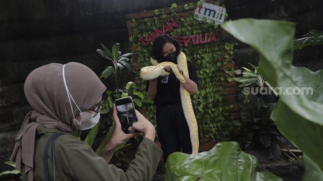 Pengunjung berfoto bersama seekor ular koleksi Taman Reptilia di Taman Mini Indonesia Indah (TMII), Jakarta, Minggu (12/9/2021). [Suara.com/Angga Budhiyanto]