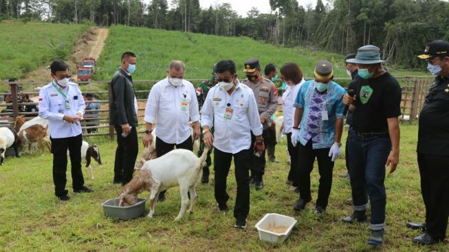 Mentan Syahrul Yasin Limpo Tinjau Langsung Panen Cempe di Kaltara