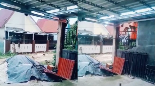 Viral Rombongan Monyet Turun ke Pemukiman, Rumah Warga Langsung Diserbu