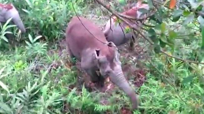 Kawanan Gajah Sumatera Masuk Kawasan Tesso Nilo, BKSDA Ungkap Penyebabnya