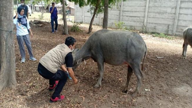 18 Ekor Kerbau Mati Mendadak, Sampel Darah dan Liur Langsung Diperiksa