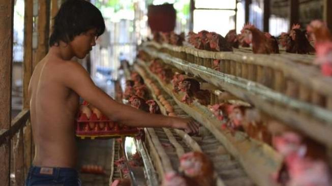 Dianggap Praktik Kejam, Semua Restoran Didesak Tak Beli Ayam dan Telur Kandang Baterai