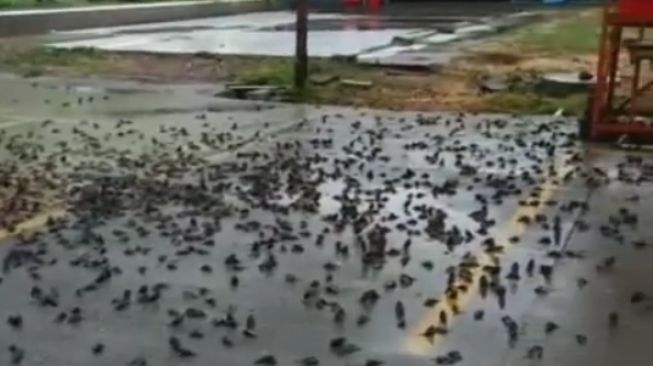 Ratusan Burung Pipit di Balai Kota Cirebon Mati secara Misterius