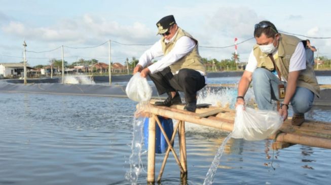 Budidaya Udang Vaname Berisiko Tinggi, Wagub Jabar Tantang Generasi Muda