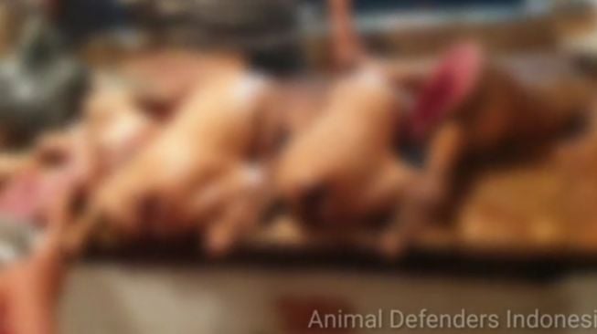 Cegah Peredaran Daging Anjing, Ini Dilakukan Pemkot Malang