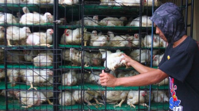 Restoran Cepat Saji Diminta Tinggalkan Ayam Kandang Baterai, Ini Penyebabnya