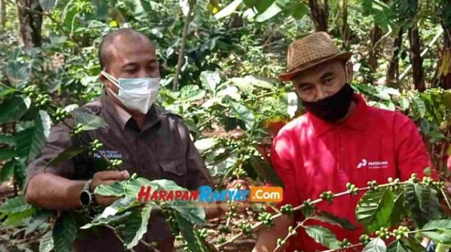 Petani kopi di Tasikmalaya memetik biji kopi di perkebunan kopi. [HR Online]